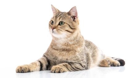 Close up of Brown British cat lying on white background isolatedの写真素材