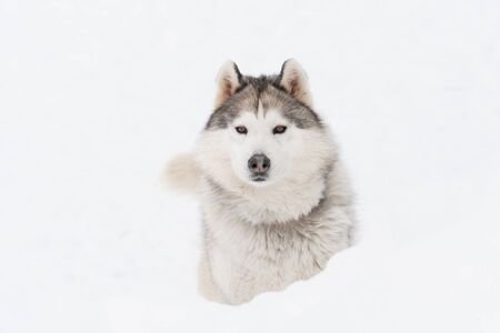 Siberian husky dog on the snowの写真素材