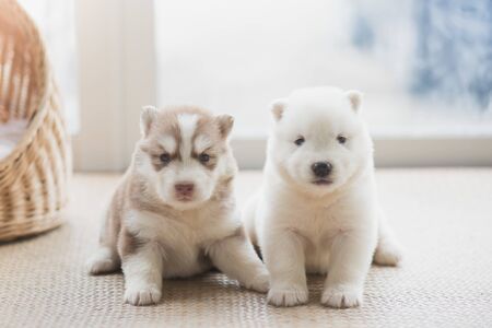 Two siberian husky puppies sitting on floor in living roomの写真素材
