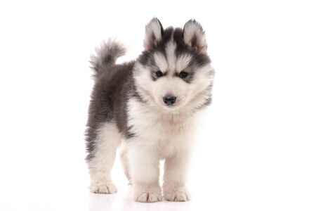 Siberian husky puppy standing on white background isolatedの写真素材