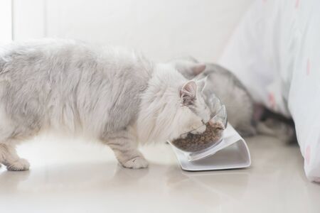 Cute Cat eating from bowl on floorの写真素材