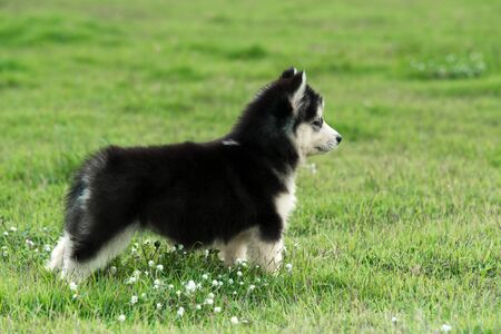 Cute siberian husky puppy on grassの写真素材