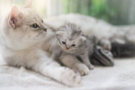 American shorthair cat hugging her kitten with loveの写真素材