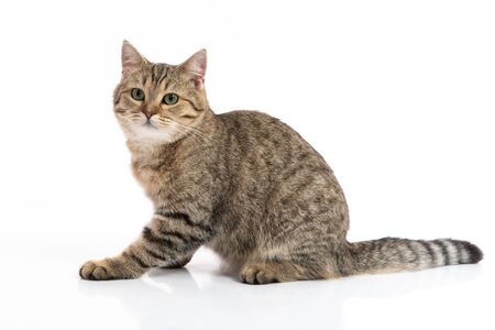 Close up of Brown British cat sitting on white background isolatedの写真素材