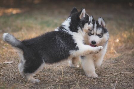 Cute siberian husky puppies playing on green grassの写真素材