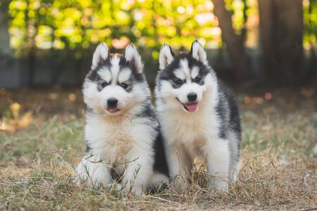 Cute siberian husky puppies playing on green grassの写真素材