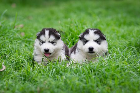 Two siberian husky puppies sitting on grassの写真素材