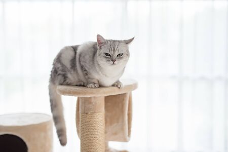 Cute American short hair cat lying on cat towerの写真素材