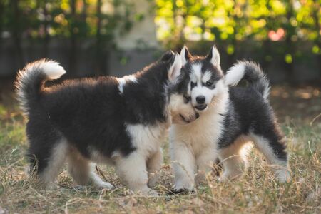 Cute siberian husky puppies playing on green grassの写真素材