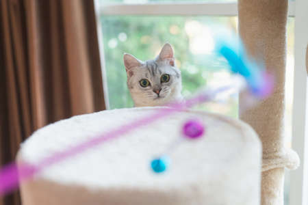 Cute kitten playing toy on cat tower