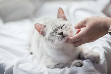 Asian woman hand petting a cat under sunlightの写真素材