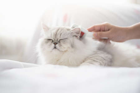 Asian woman using a comb brush the Persian catの写真素材