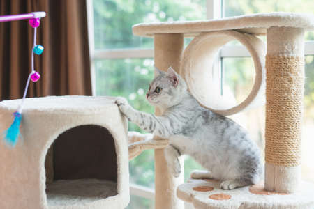 Cute kitten playing toy on cat towerの写真素材