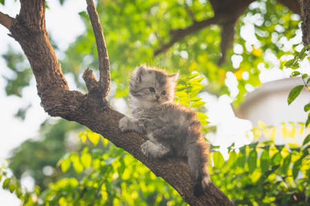 Cute persian kitten playing on a tree with a beautiful green leaves backgroundの写真素材