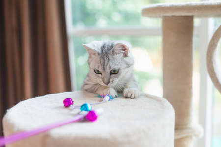 Cute kitten playing toy on cat towerの写真素材