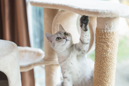 Cute kitten playing toy on cat towerの写真素材