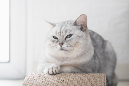 Cute british cat sitting under sunlightの写真素材