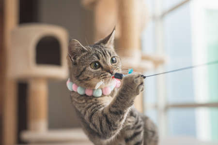 Cute short hair cat playing a cat feather toyの写真素材
