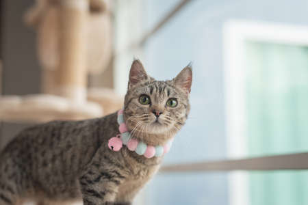 Close up of Brown cute kitten with green eyesの写真素材