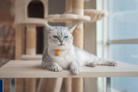Angry cat lying on wooden tableの写真素材