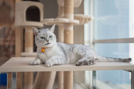 Cute british cat looking at camera while lying on wooden tableの写真素材