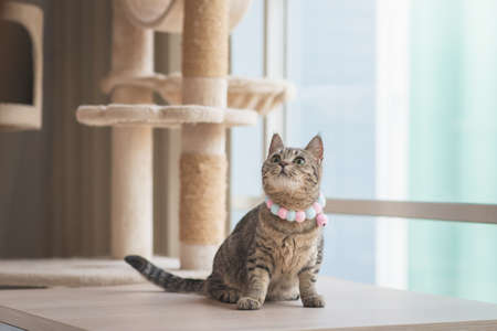 Cute cat looking while sitting up on wooden table in living roomの写真素材