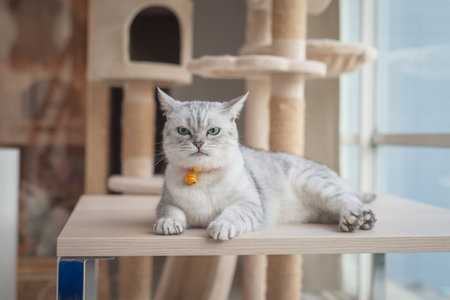 Angry cat lying on wooden tableの写真素材