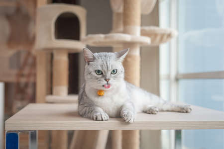 Cute british cat sticking out tongue while lying on wooden tableの写真素材