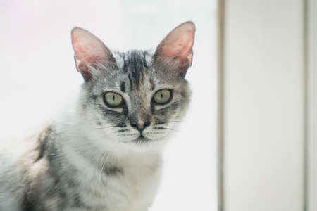 Close up of Grumpy cat looking in cameraの写真素材