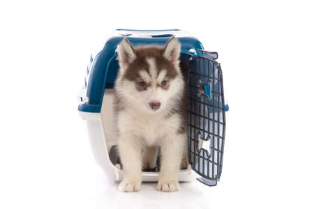 Cute siberian husky puppy in travel box on white background isolatedの写真素材