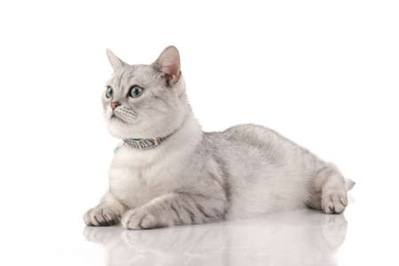 Close up of British cat lying on white background isolatedの写真素材