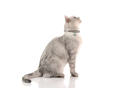 Side view of British cat sitting on white background isolatedの写真素材