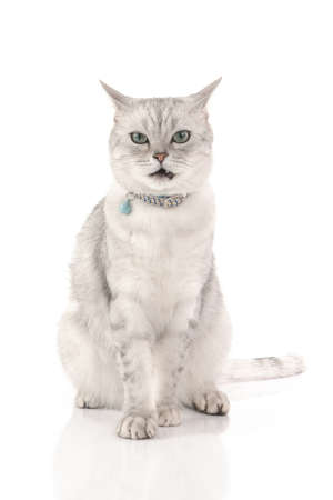 Angry British Cat  sitting and looking at camera on white background isolatedの写真素材