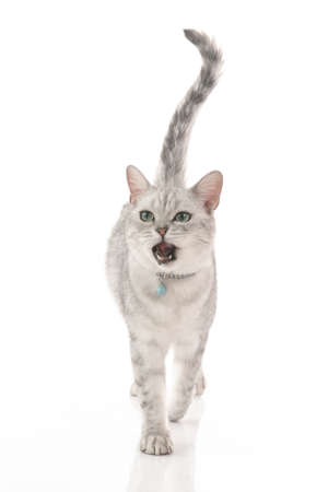 Cute british short hair cat walking and licking lips on white background isolatedの写真素材