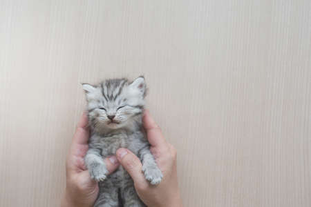 Cute Kitten sleeping in woman hands with copy space.Thoroughbred cute little British cat falls...