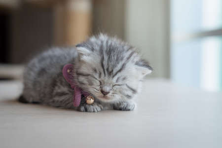 Cute scottish kitten sleepin on wood table with capy spaceの写真素材