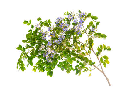 Close up Lignum Vitae (Guaiacum officinale Linn) and green leaves on black background isolatedの写真素材