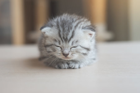 Cute scottish kitten sleepin on wood tableの写真素材