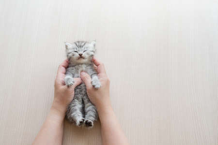 Cute Kitten sleeping in woman hands with copy space.Thoroughbred cute little British cat falls asleep in hands of young woman. Woman and pet theme.の写真素材
