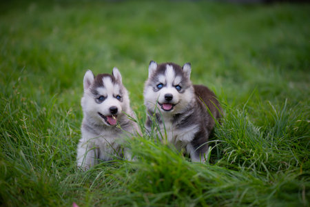 Two Blue eyes siberian husky puppies sitting on green grassの写真素材