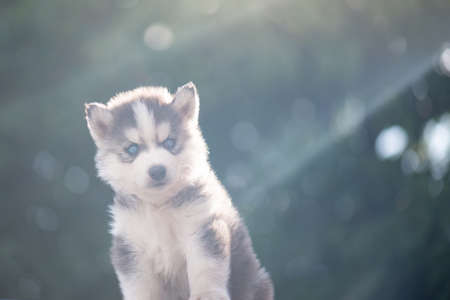 Close up of Blue eyes Siberian husky puppyの写真素材