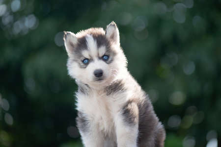 Close up of Blue eyes Siberian husky puppyの写真素材