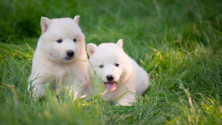 Cute Two white siberian husky puppies playing on green grass under sunlightの写真素材