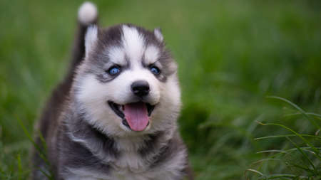 Blue eyes siberian husky puppy smiling on green grassの写真素材