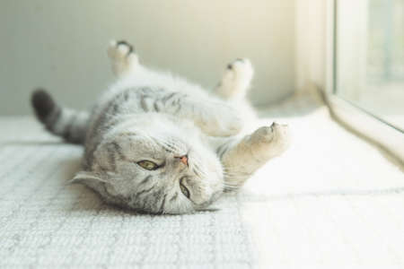 Cute british short hair cat lying on back in living roomの写真素材