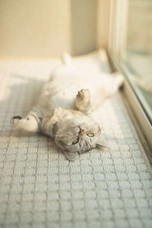 Cute british short hair cat lying on back in living roomの写真素材