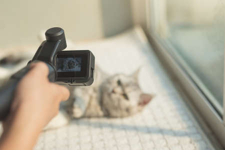 Asian photographer using action camera Shoot vide of scottish cat lying near a windowの写真素材