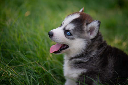Blue eyes siberian husky puppy sitting on green grassの写真素材
