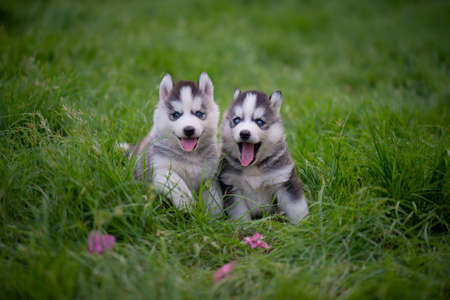 Two Blue eyes siberian husky puppies sitting on green grassの写真素材