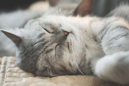 Fat cat sleeping under sunlight in the morningの写真素材